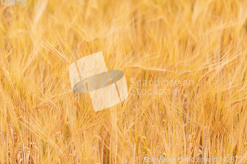 Image of Wheat fields waiting to be harvest