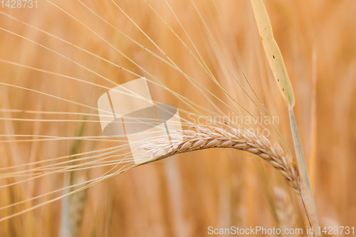 Image of Wheat fields waiting to be harvest