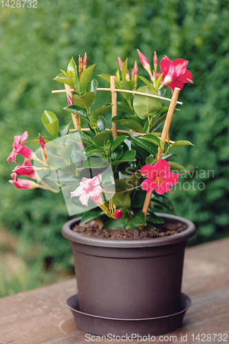 Image of Flowering red Mandevilla rose Dipladenia