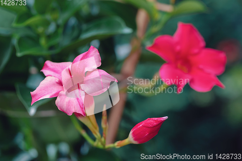 Image of Flowering red Mandevilla rose Dipladenia