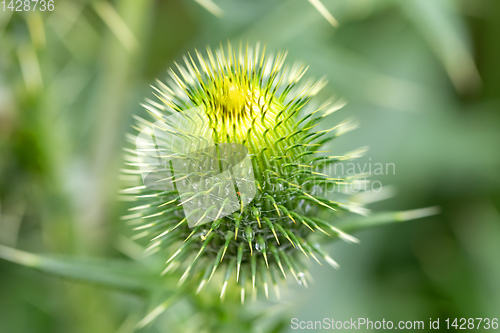 Image of flower musk thistle, Carduus nutans