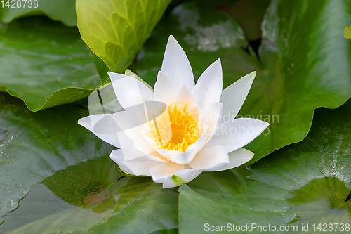 Image of lotus or water lily flowers