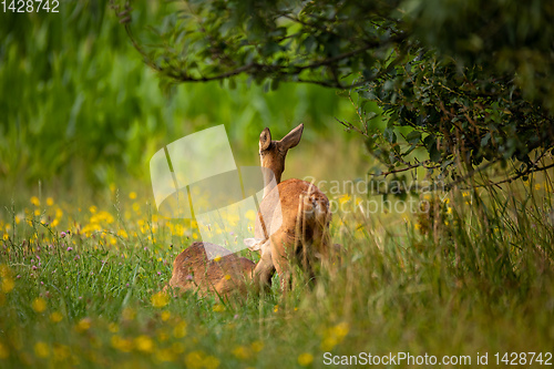 Image of Row deer family graze on meadow, Czech wildlife