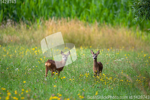 Image of Row deer baby graze on meadow, Czech wildlife