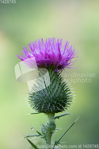 Image of flower musk thistle, Carduus nutans