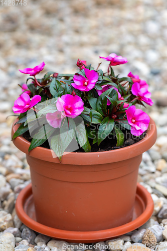 Image of pink New Guinea impatiens flowers in pots