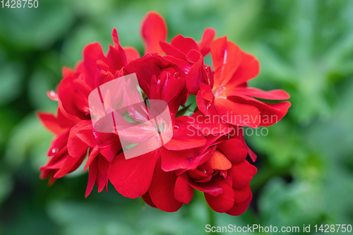 Image of red flowers Pelargonium