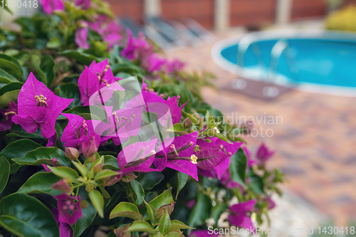 Image of Violet bougainvillea flowers bloom