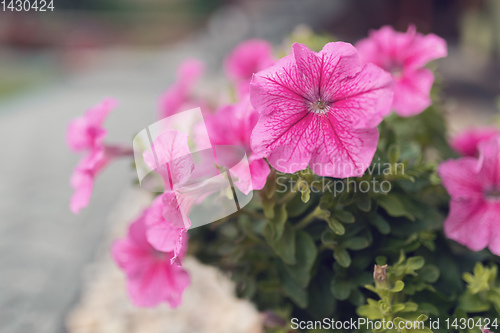 Image of Petunia Surfinia Pink Vein