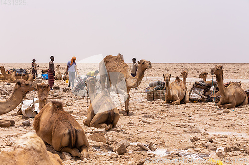 Image of camel caravan and Afar mining salt in Danakil depression, Ethiopia