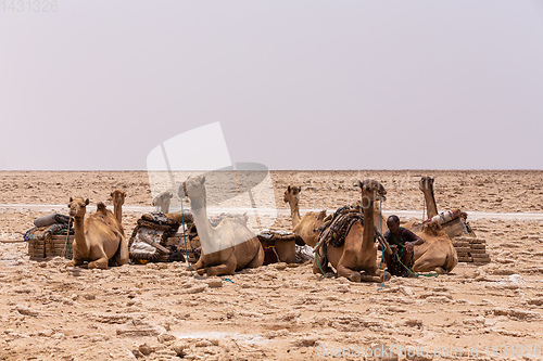 Image of camel caravan and Afar mining salt in Danakil depression, Ethiopia