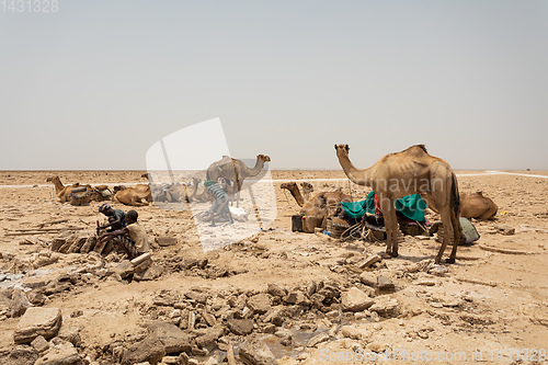 Image of camel caravan and Afar mining salt in Danakil depression, Ethiopia