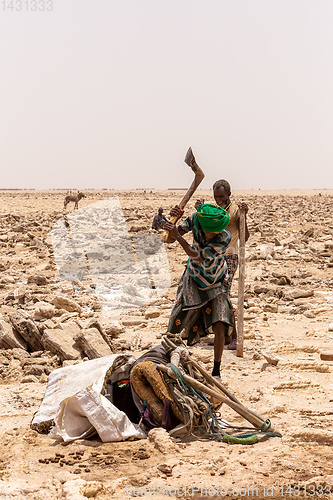 Image of camel caravan and Afar mining salt in Danakil depression, Ethiopia