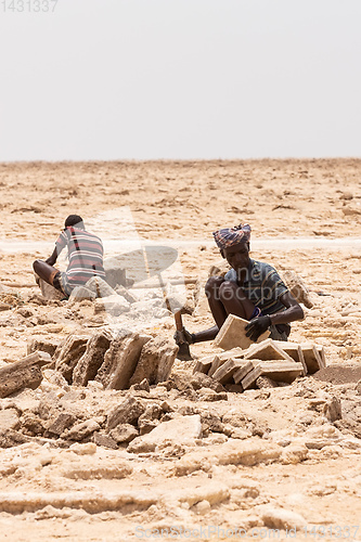 Image of camel caravan and Afar mining salt in Danakil depression, Ethiopia