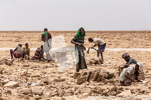 Image of camel caravan and Afar mining salt in Danakil depression, Ethiopia