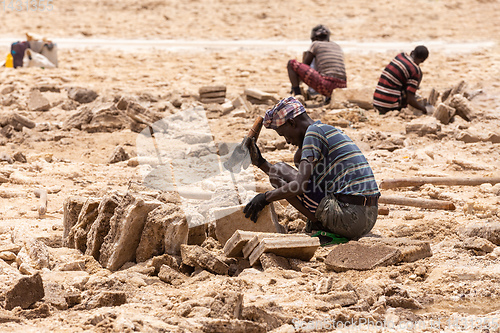 Image of camel caravan and Afar mining salt in Danakil depression, Ethiopia