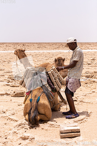 Image of camel caravan and Afar mining salt in Danakil depression, Ethiopia