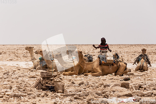 Image of camel caravan and Afar mining salt in Danakil depression, Ethiopia