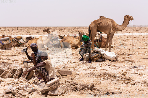 Image of camel caravan and Afar mining salt in Danakil depression, Ethiopia