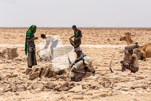 Image of camel caravan and Afar mining salt in Danakil depression, Ethiopia