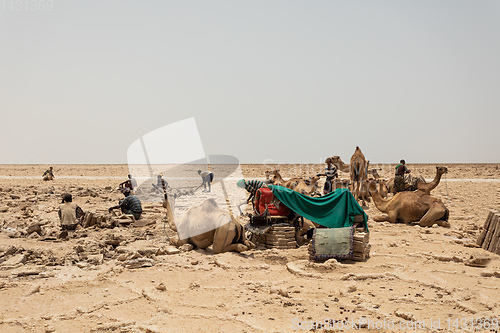 Image of camel caravan and Afar mining salt in Danakil depression, Ethiopia