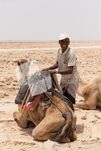 Image of camel caravan and Afar mining salt in Danakil depression, Ethiopia