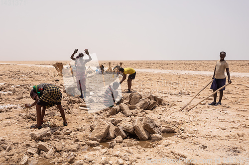 Image of camel caravan and Afar mining salt in Danakil depression, Ethiopia