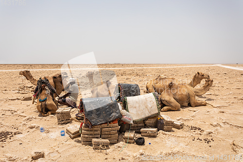 Image of camel caravan and Afar mining salt in Danakil depression, Ethiopia