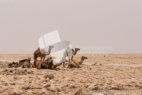 Image of camel caravan and Afar mining salt in Danakil depression, Ethiopia