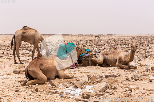 Image of camel caravan and Afar mining salt in Danakil depression, Ethiopia