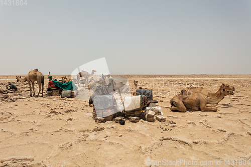 Image of camel caravan and Afar mining salt in Danakil depression, Ethiopia