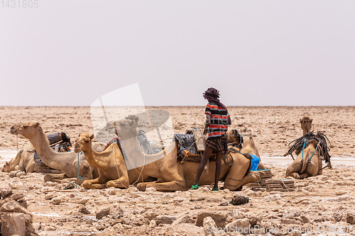 Image of camel caravan and Afar mining salt in Danakil depression, Ethiopia