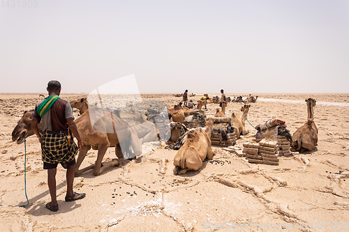 Image of camel caravan and Afar mining salt in Danakil depression, Ethiopia