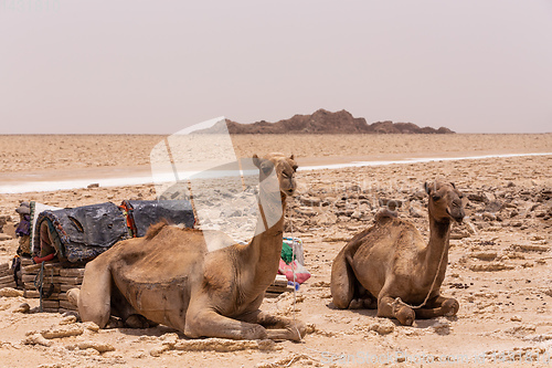 Image of camel caravan and Afar mining salt in Danakil depression, Ethiopia