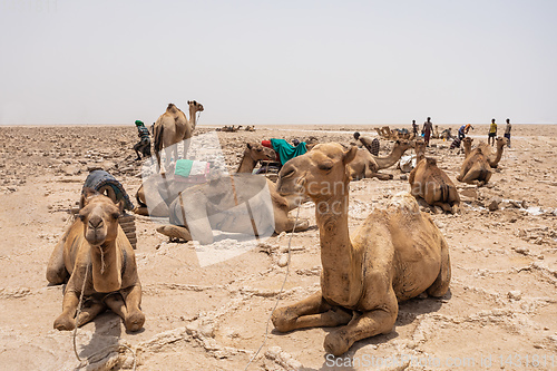 Image of camel caravan and Afar mining salt in Danakil depression, Ethiopia