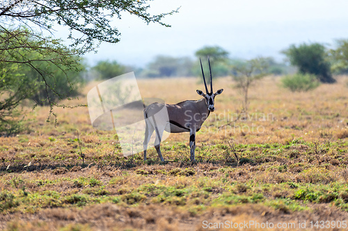 Image of East African oryx, Awash Ethiopia