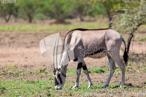 Image of East African oryx, Awash Ethiopia
