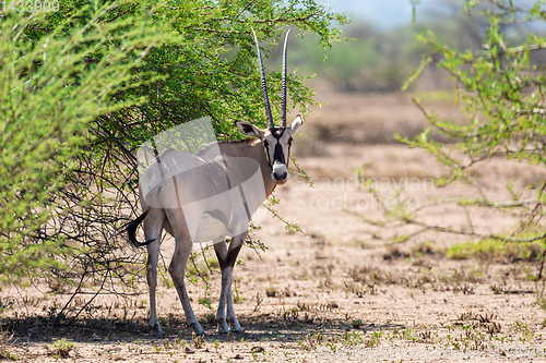 Image of East African oryx, Awash Ethiopia