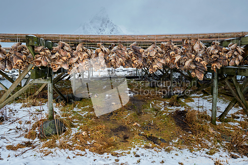 Image of Drying flakes for stockfish cod fish in winter. Lofoten islands,