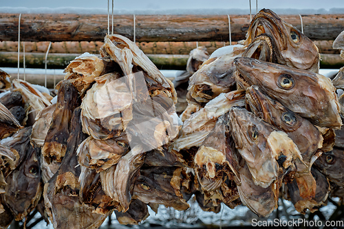 Image of Drying stockfish cod heads in Reine fishing village in Norway