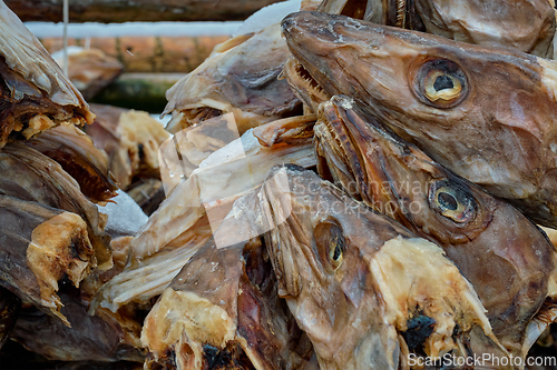 Image of Drying stockfish cod heads in Reine fishing village in Norway