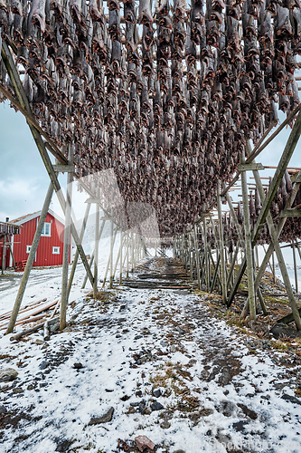 Image of Drying flakes for stockfish cod fish in winter. Lofoten islands,