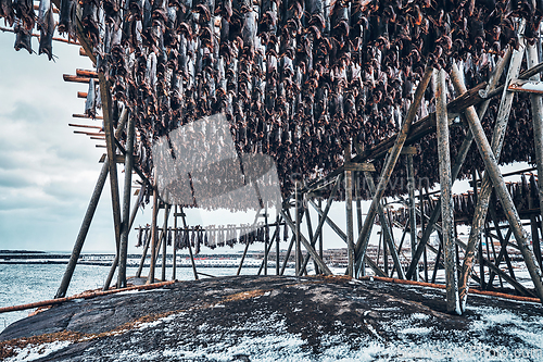 Image of Drying flakes for stockfish cod fish in winter. Lofoten islands,