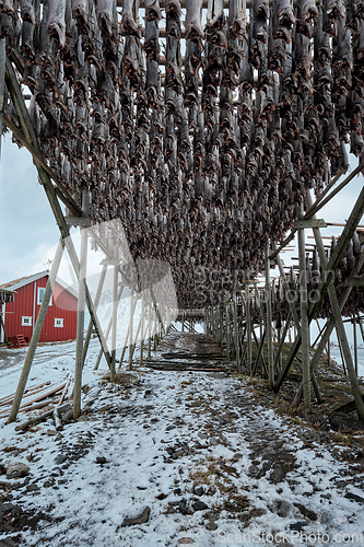 Image of Drying flakes for stockfish cod fish in winter. Lofoten islands,