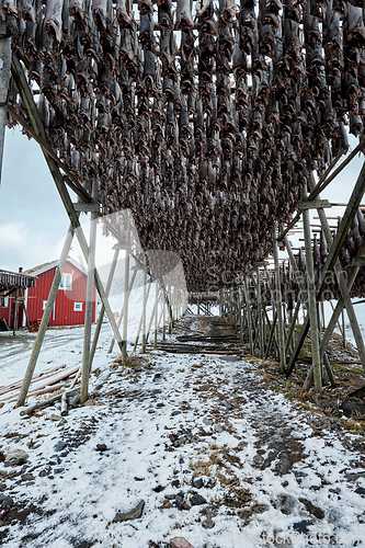 Image of Drying flakes for stockfish cod fish in winter. Lofoten islands,