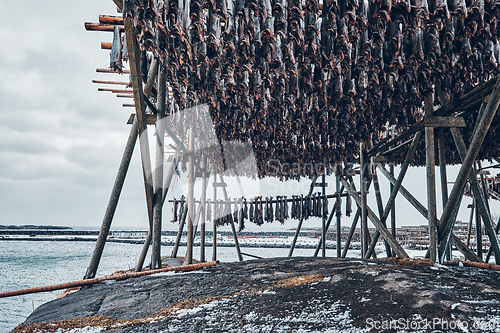 Image of Drying flakes for stockfish cod fish in winter. Lofoten islands,