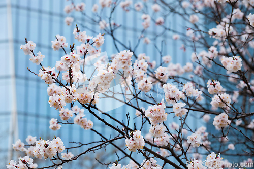 Image of Blooming sakura flowers close up