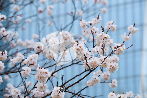 Image of Blooming sakura flowers close up