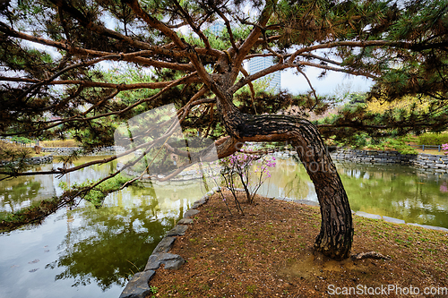 Image of Yeouido Park in Seoul, Korea