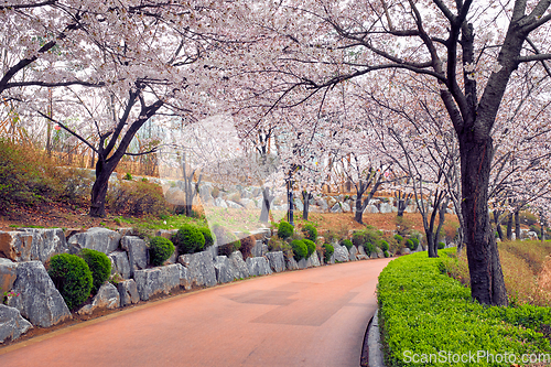 Image of Blooming sakura cherry blossom alley in park